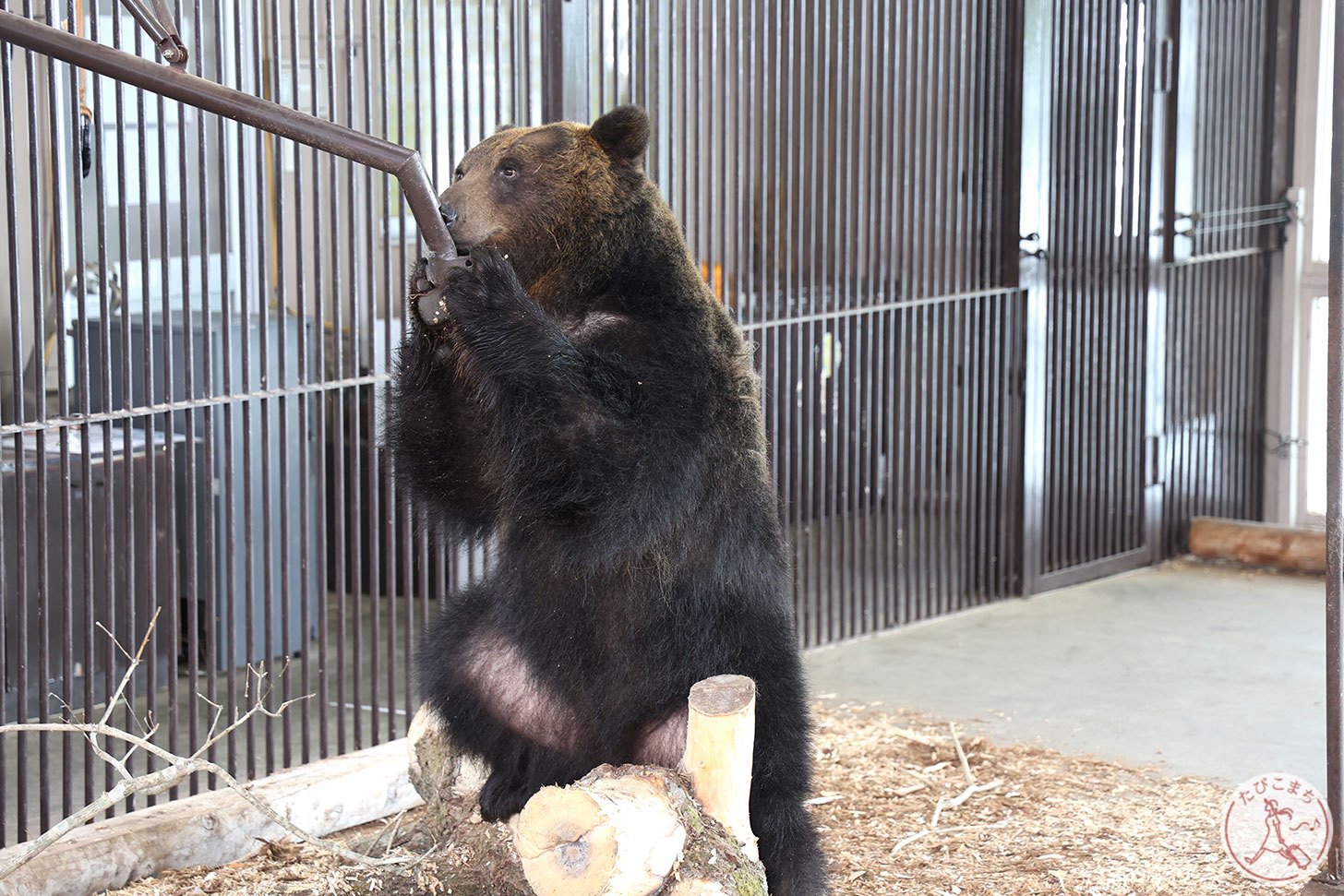 クマのショー