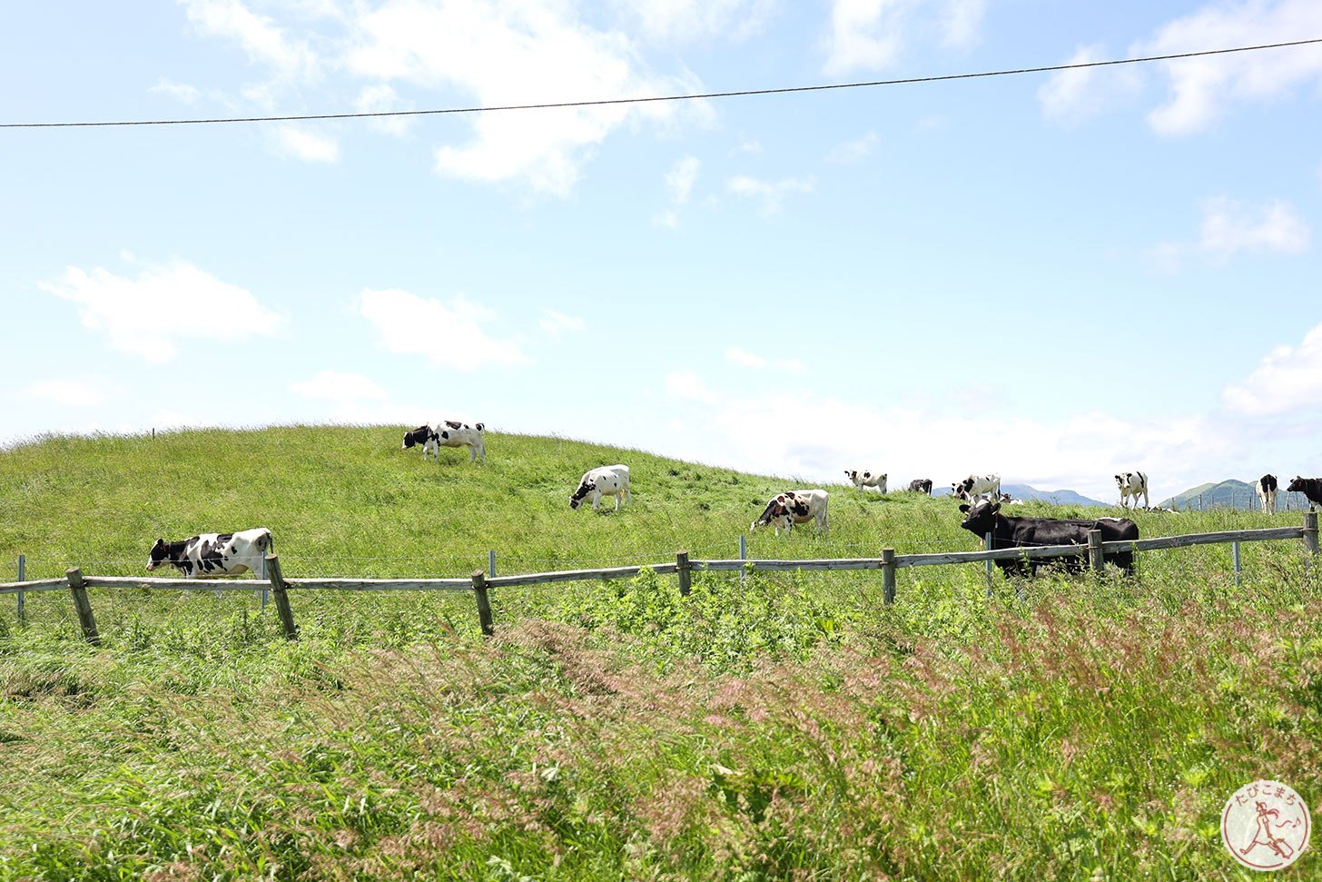 900草原で暮らす牛さん