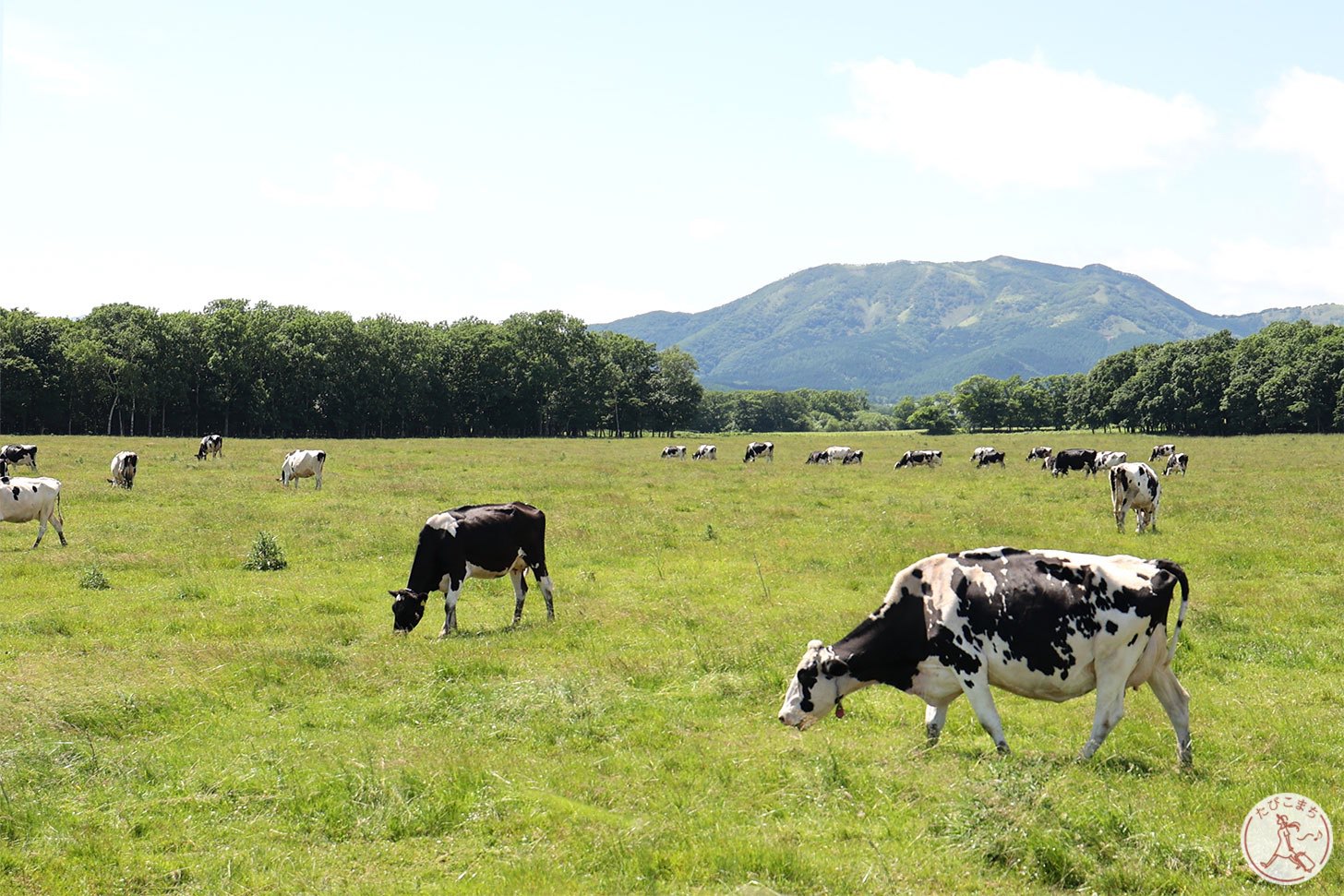 ザ・北海道な風景