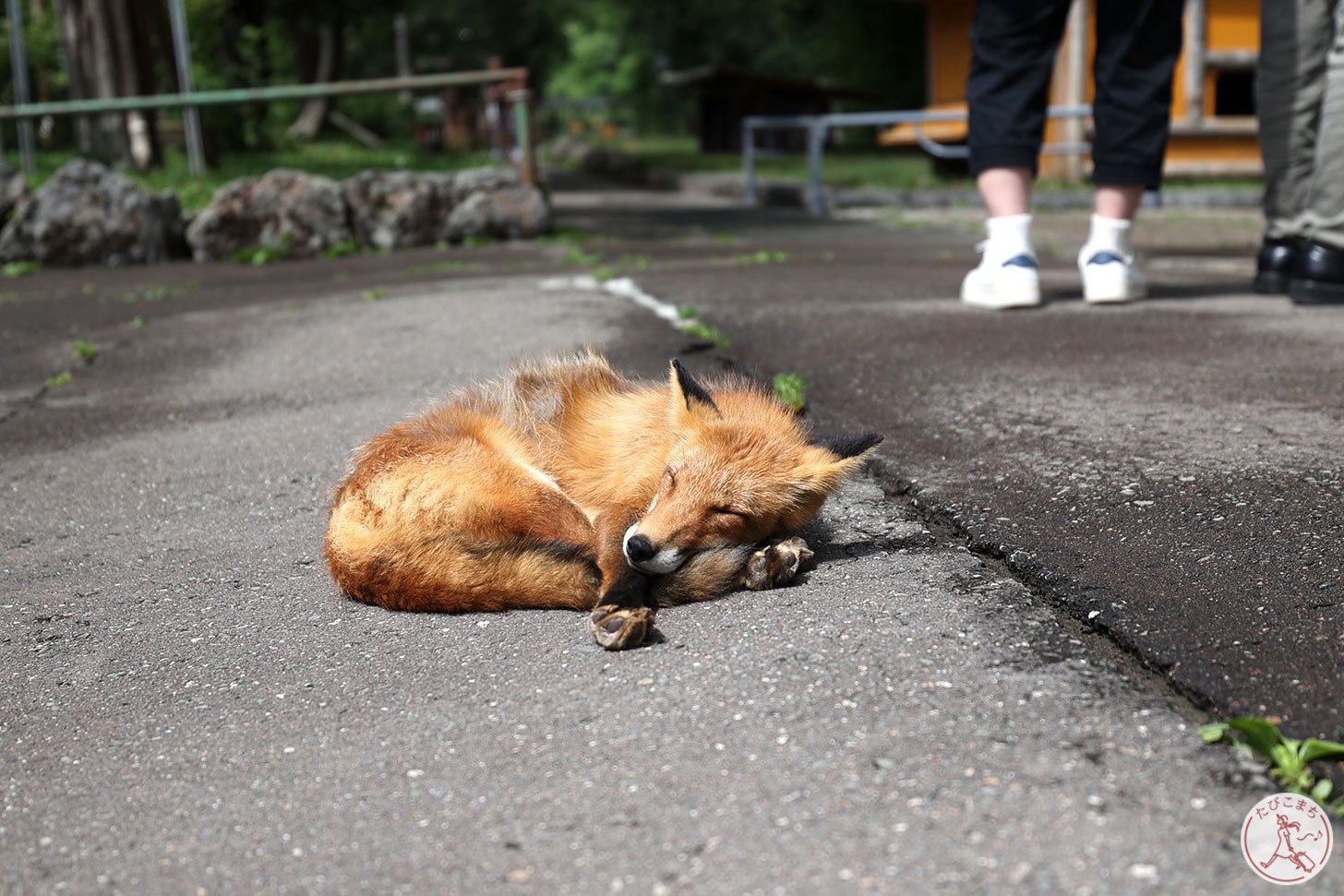 急接近のきつね