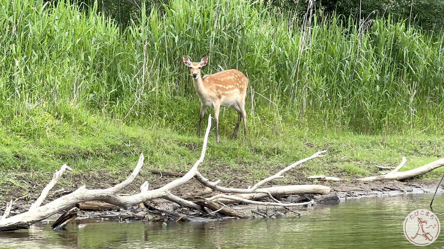 カメラ目線の野生のシカ