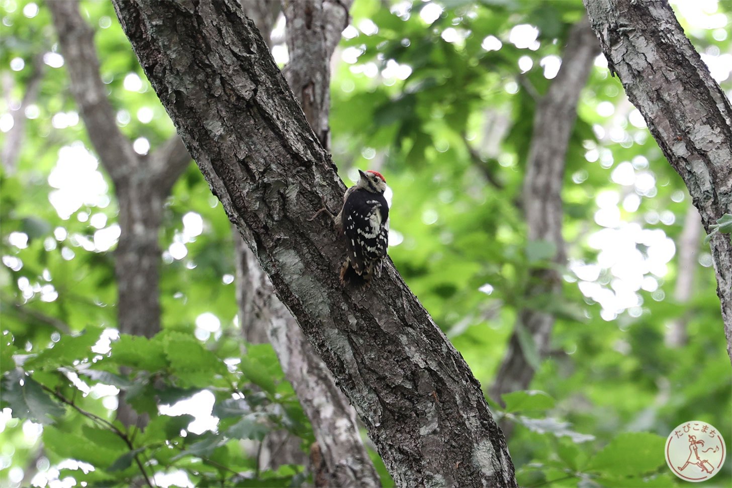 釧路湿原の野鳥