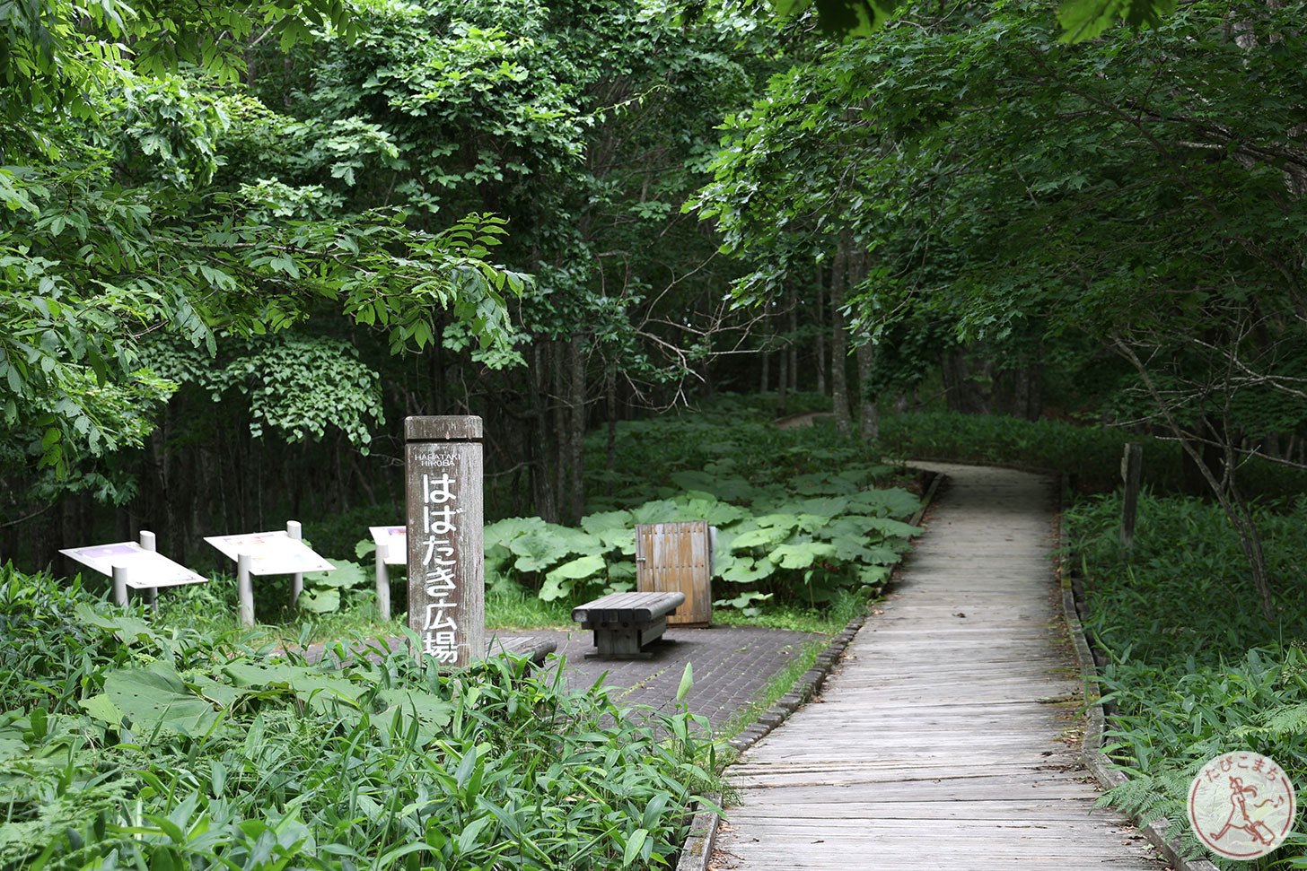 釧路湿原 展望台 遊歩道