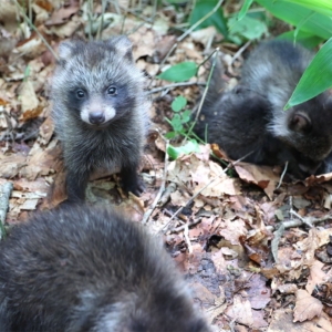 釧路湿原リベンジ観光！展望台までの遊歩道で出会った野生動物と圧巻の湿原眺望