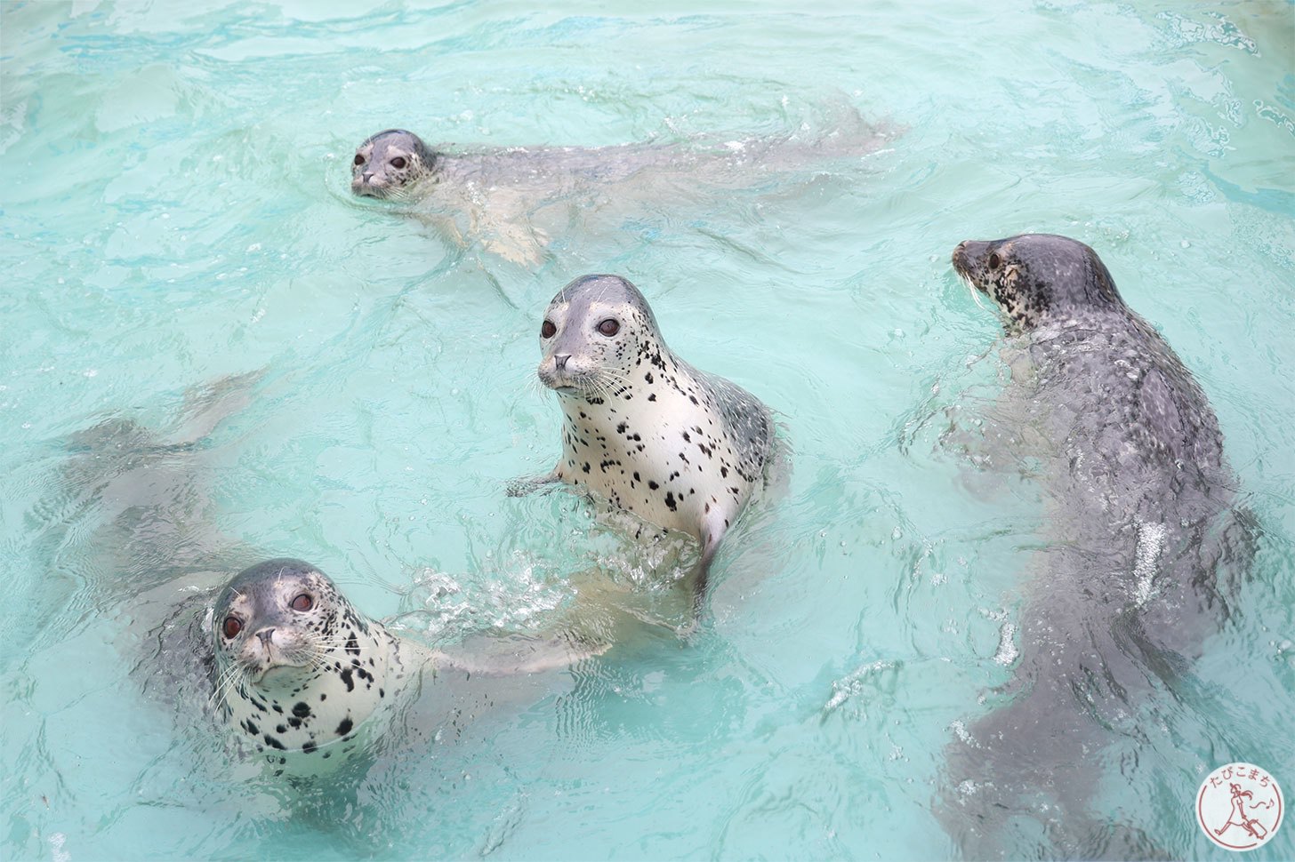 ノシャップ寒流水族館 アザラシ