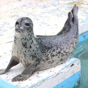 稚内観光「ノシャップ岬と寒流水族館」アザラシの餌やり体験が楽しすぎて一生の思い出