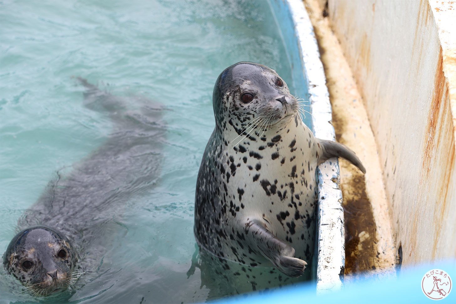 ノシャップ寒流水族館 アザラシ