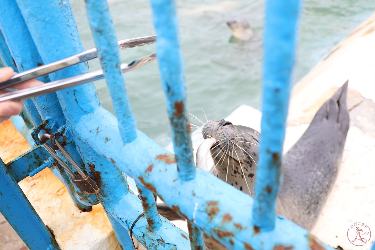 ノシャップ寒流水族館 アザラシ 餌やり体験