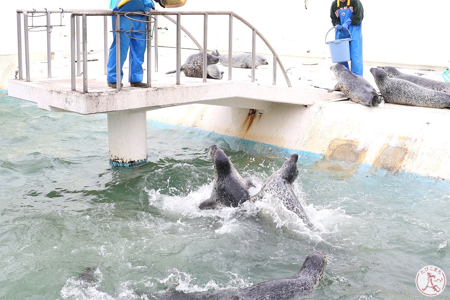 ノシャップ寒流水族館 アザラシ