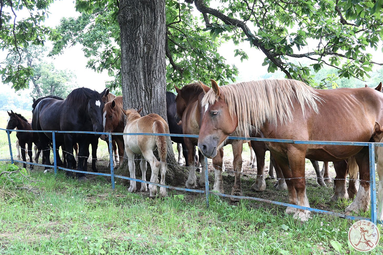 十勝牧場の道中で出会ったお馬さん