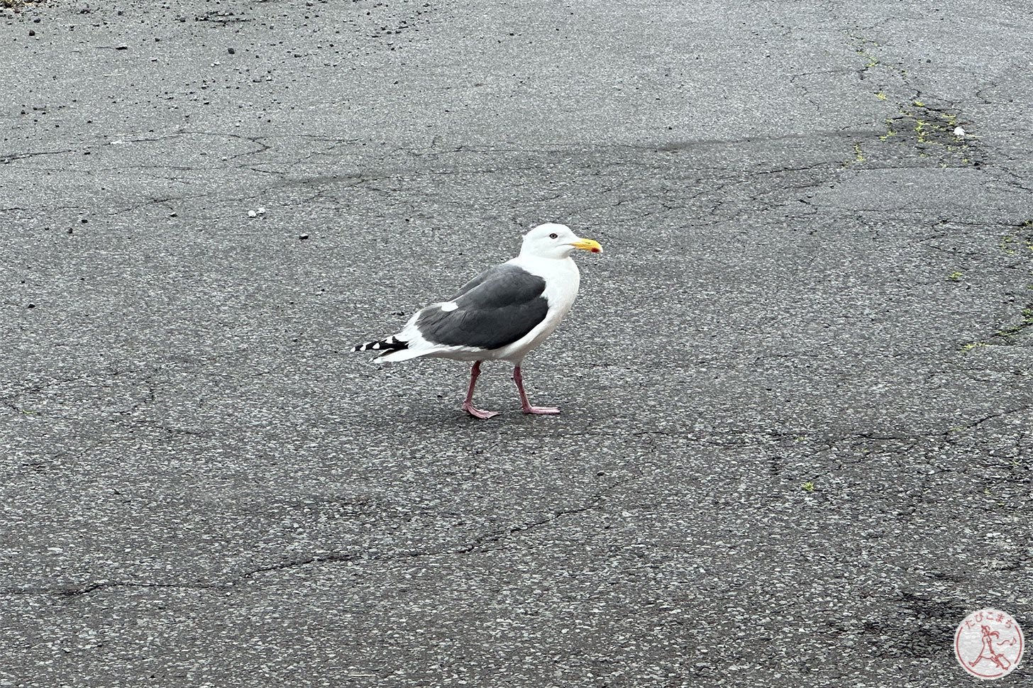 カモメとウミネコ