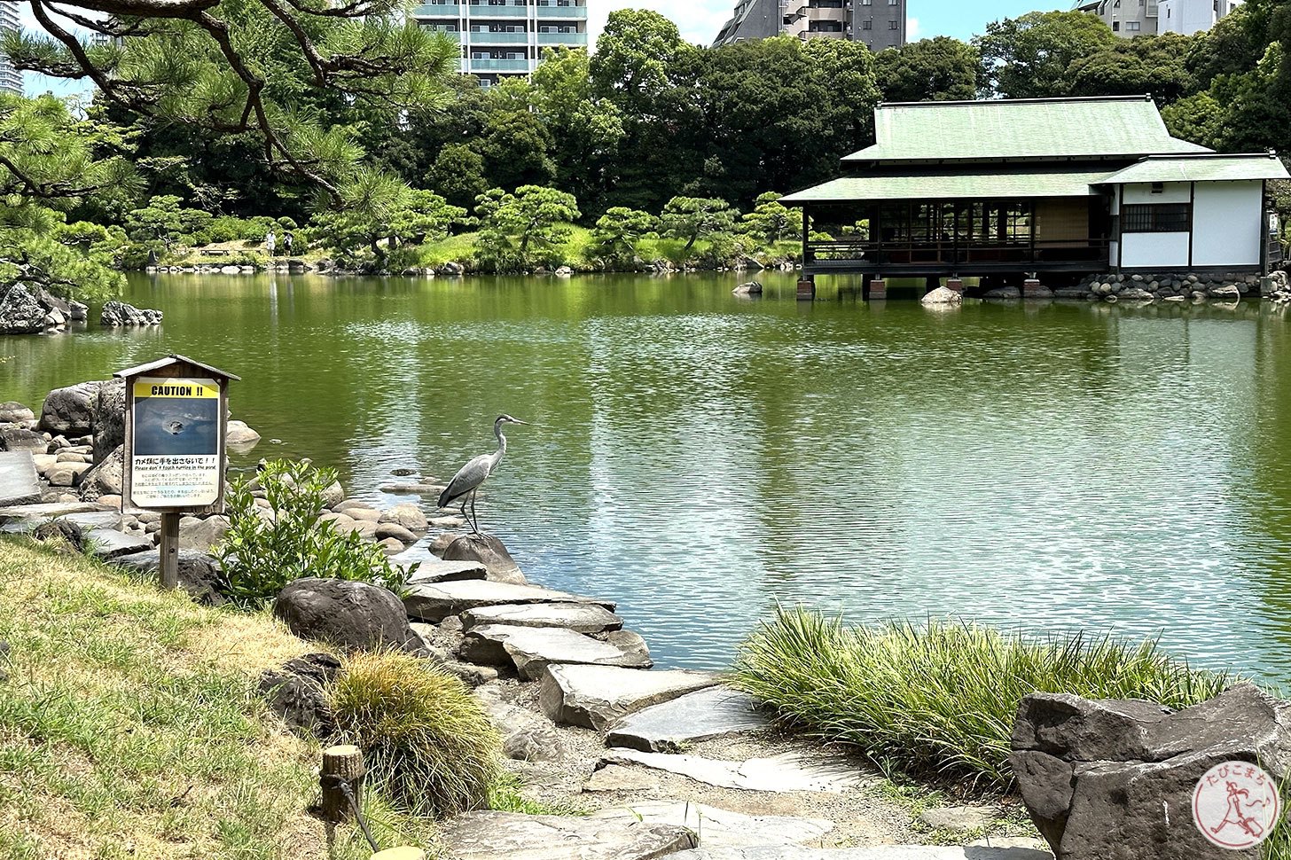 鳥さん