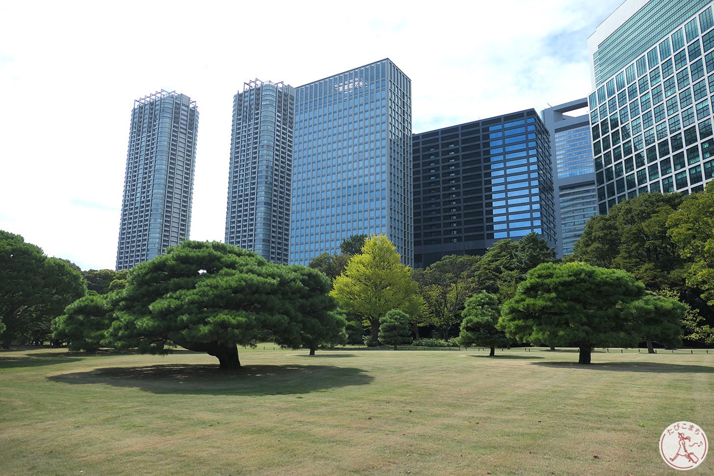 浜離宮恩賜庭園 松の木