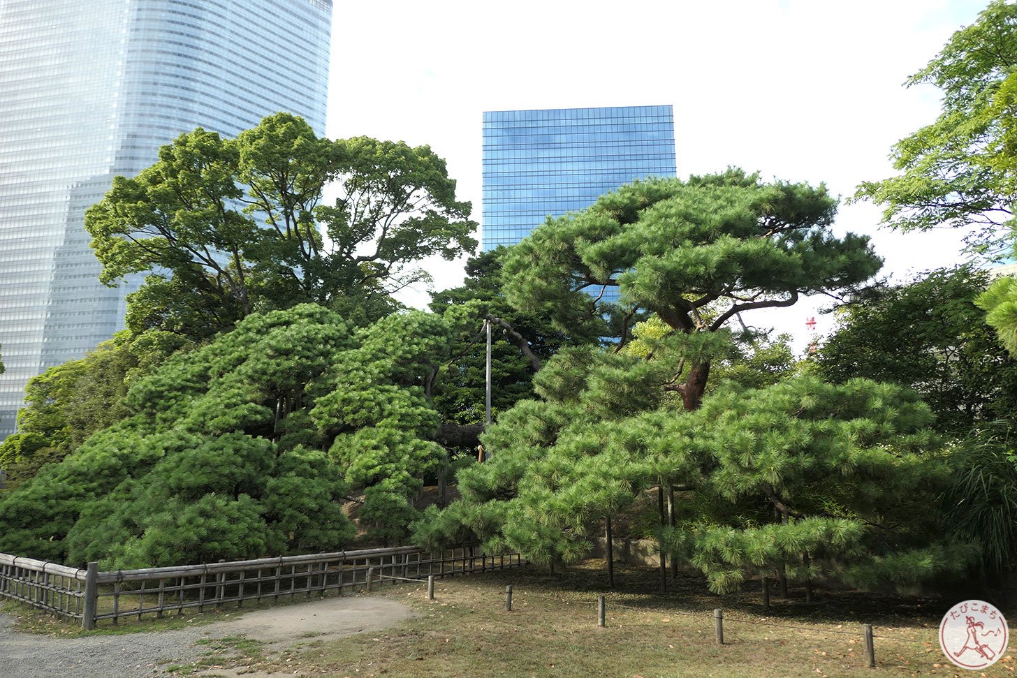 三百年の松