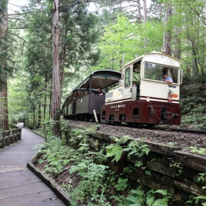 赤沢森林鉄道はトロッコ乗って帰りは歩き“遊歩道”が絶対おすすめ！極上の森林浴を体験